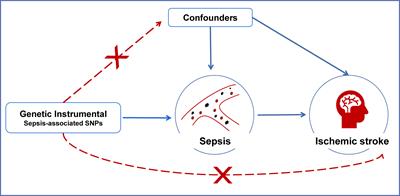 Sepsis as an independent risk factor in atrial fibrillation and cardioembolic stroke